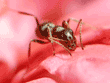 unidentified ant on ivy geranium petal, front view