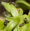 three unidentified ant on ivy geranium plant