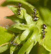 four unidentified ant on ivy geranium plant