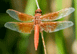 red skimmer dragonfly