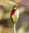green bottle fly on a flower bud, rear view