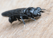 black soldier fly on piece of plywood