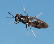 black soldier fly on window with sky behind it
