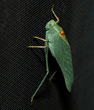 California katydid on window screen