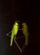California katydid at night, reflected in dark window