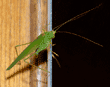 California katydid holding on to edge of medicine cabinet