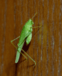 California katydid walking up paneled wall