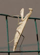 full-length profile of praying mantid (praying mantis) standing on wire fence