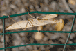 praying mantid (praying mantis) hanging from wire fence