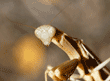 praying mantid (praying mantis) head and upper body close-up