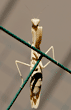 full-length view of praying mantid (praying mantis) standing on wire fence