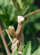 upper-body view of praying mantid (praying mantis) standing in heavenly bamboo plant