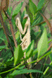 side view of praying mantid (praying mantis) standing in heavenly bamboo plant