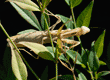 full-length view of praying mantid (praying mantis) on nandina plant, with black background