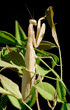 full-length profile of praying mantid (praying mantis) standing on nandina plant,  with black background