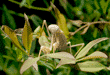 front view of praying mantid (praying mantis) on nandina plant