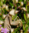 close-up of praying mantid (praying mantis) in Mexican heather plant