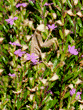 standing praying mantid (praying mantis) in cuphea plant