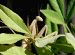 praying mantid (praying mantis) on nandina plant
