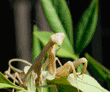 praying mantid (praying mantis) on heavenly bamboo plant