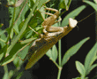 praying mantid (praying mantis) on heavenly bamboo plant