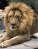 African lion, male