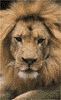 African lion, male
