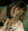 African lions, male & female