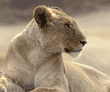 African lion female in Tanzania