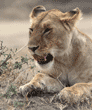 African lion female in Tanzania