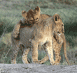 African lion cubs in Tanzania