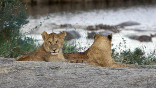 African lion cubs Tanzania (East Africa)