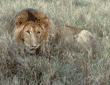 African lion male in Tanzania