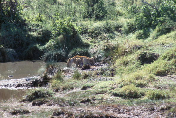 African lion drinking from pond