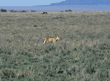 African lion walking Tanzania (East Africa)