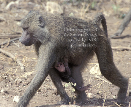 olive baboon with baby Tanzania East Africa