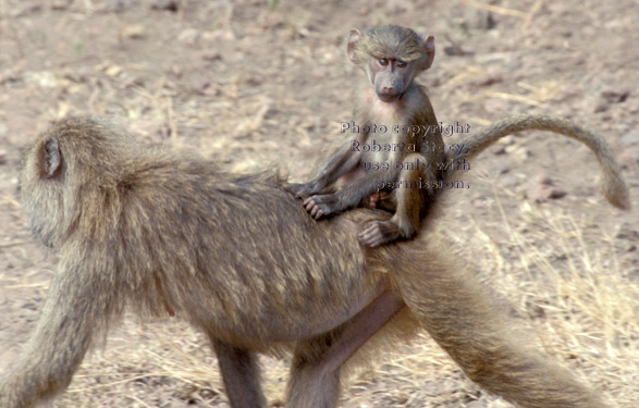 baboon baby riding on its mother's back