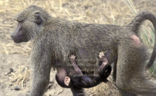baby olive baboon clinging to its mother Tanzania