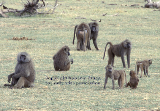 olive baboons Tanzania (East Africa)