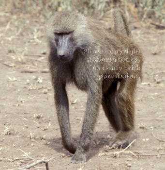 olive baboon Tanzania (East Africa)