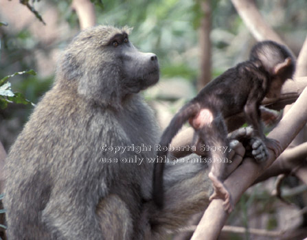 adult and baby olive baboons