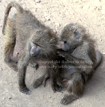 young olive baboons grooming Tanzania