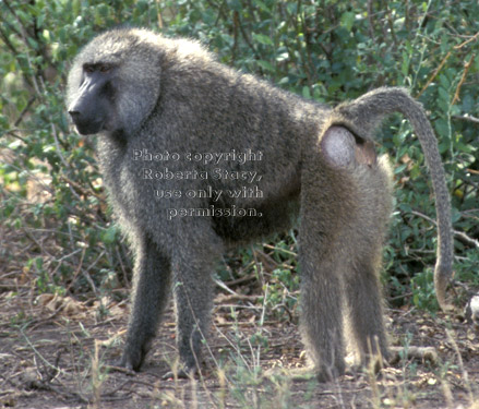olive baboon adult