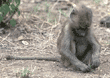 baby baboon Tanzania