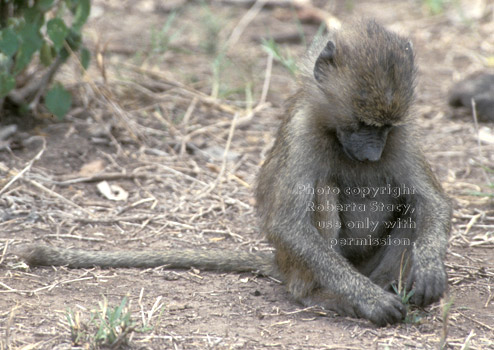 olive baboon baby
