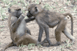 baby baboons Tanzania