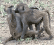 baboon babies Tanzania