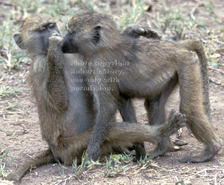 baby olive baboons