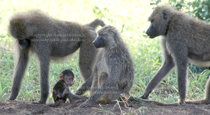 olive baboon baby with adults
