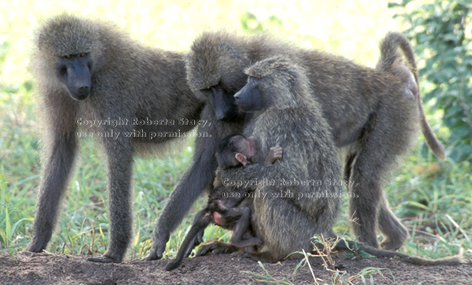 adult olive baboons with baby